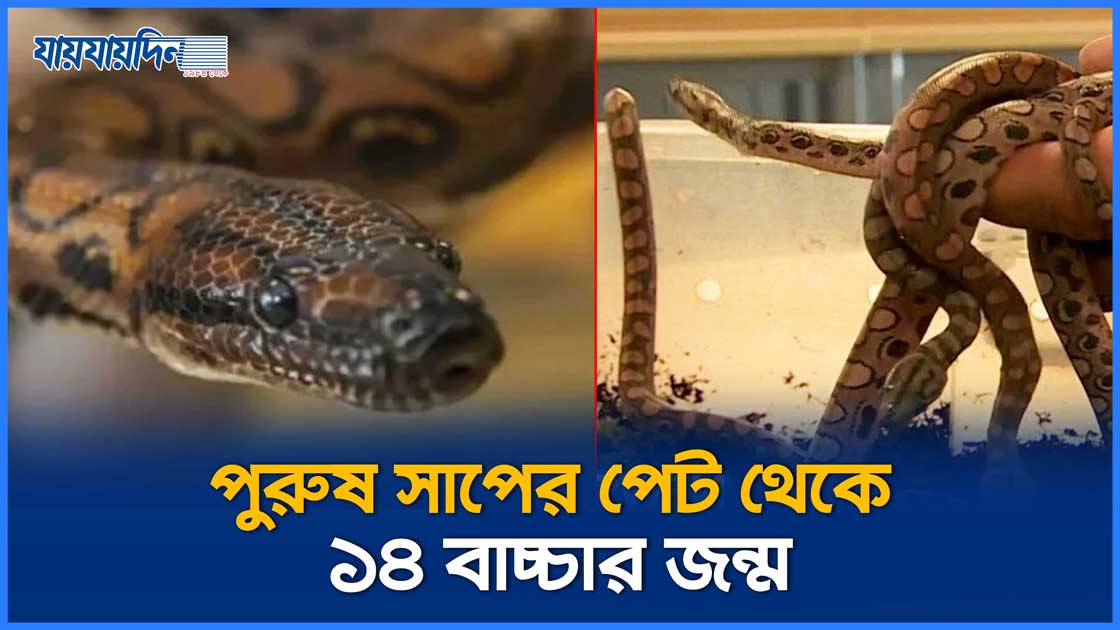 নারী সঙ্গ ছাড়াই ১৪ বাচ্চার জন্ম দিলো রোনাল্ডো