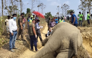 হাতিকে গুলি করে হত্যার সত্যতা মিলেছে ময়নাতদন্তে
