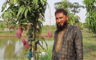 বিশ্বের সবচেয়ে দামি আম ঝুলছে যশোরের খামারে