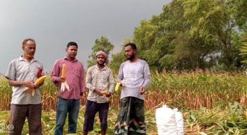 আত্রাইয়ে আগামজাতের ভুট্টার বাম্পার ফলন