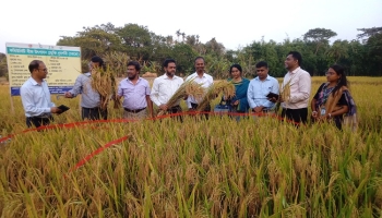 ফকিরহাটে বানিজ্যিকভাবে ব্রি ধান-১০২ চাষে সফলতা পেয়েছে কৃষক