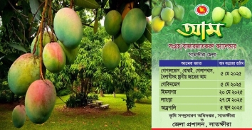 ৫ মে থেকে বাজারে আসবে সাতক্ষীরার আম