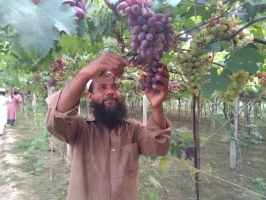 ঝিনাইদহে আঙ্গুর চাষে সফল কৃষক রশিদ