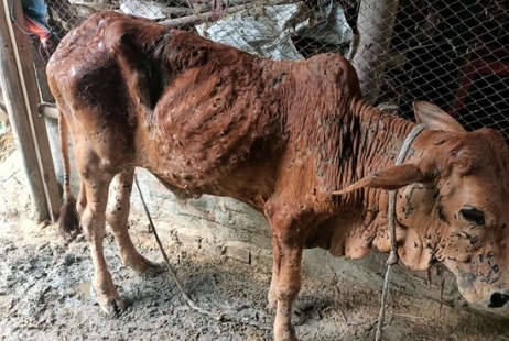 লাম্পি স্কিন ডিজিজ আতঙ্কে খামারিরা