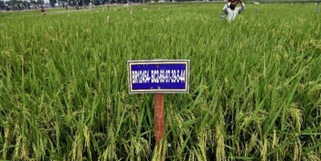 লবণাক্ততা সহনশীল, ব্লাস্ট রোগ প্রতিরোধীসহ ধানের তিন জাত উদ্ভাবন করলো ব্রি