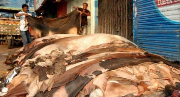 কোরবানির চামড়ার দাম কমেছে ৪৫ শতাংশ: সিপিডি